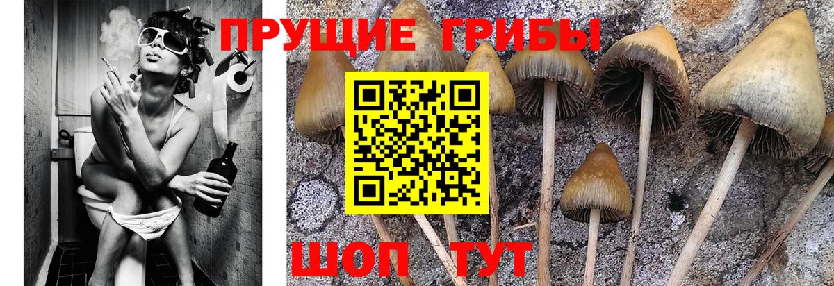 Псилоцибиновые грибы прущие грибы  Псилоцибиновые грибы Psilocybe  Вход с VPN  Сарапул 